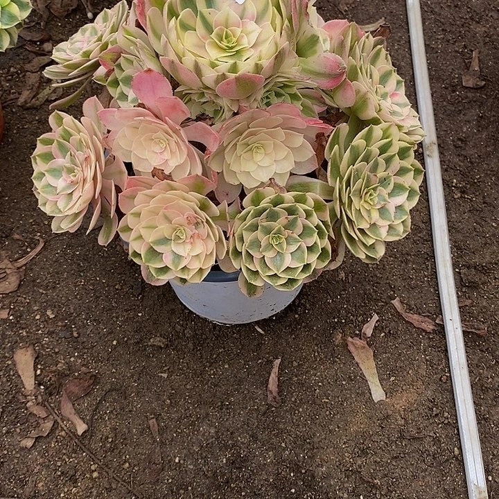 多肉倾城338多肉植物