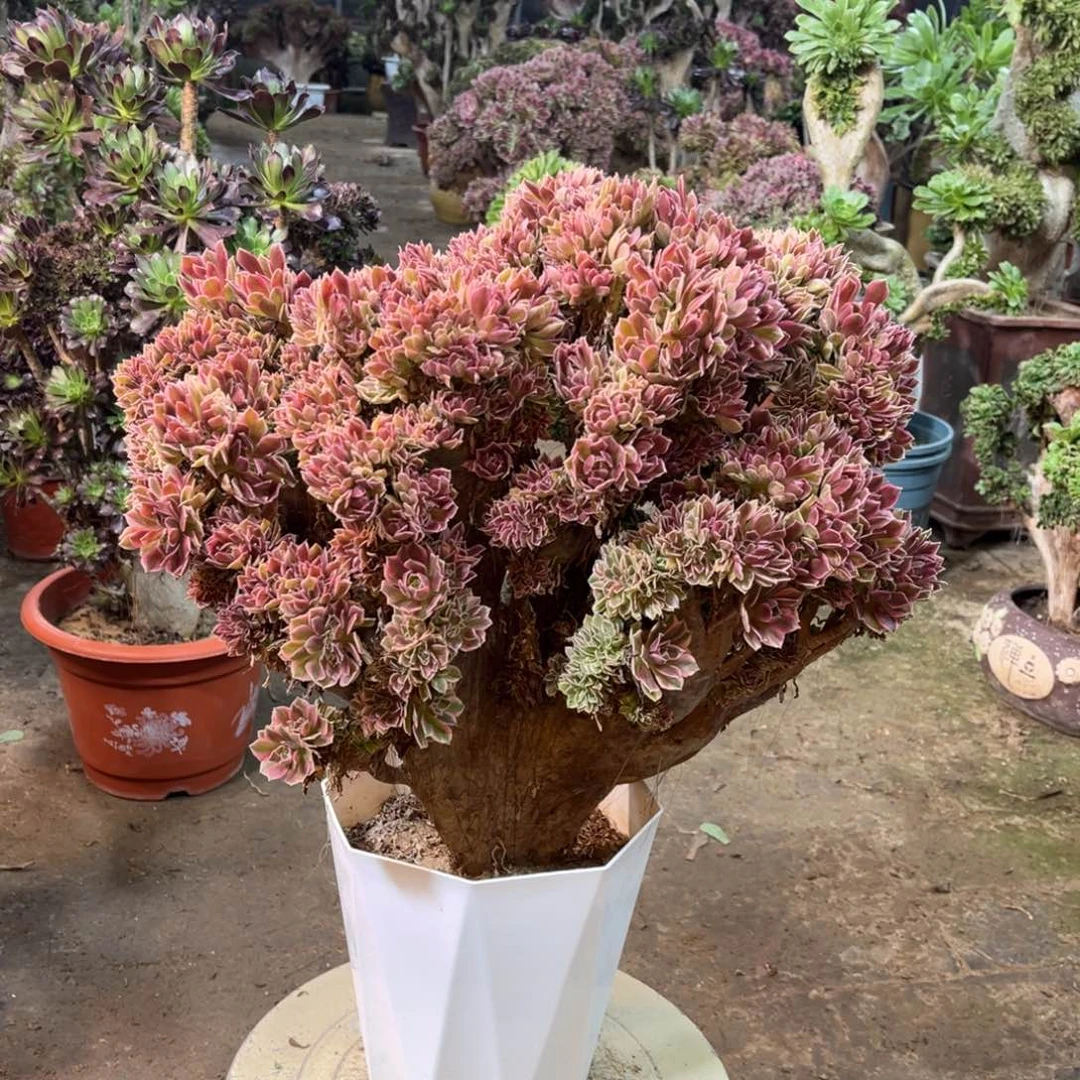 精品法师福利多多