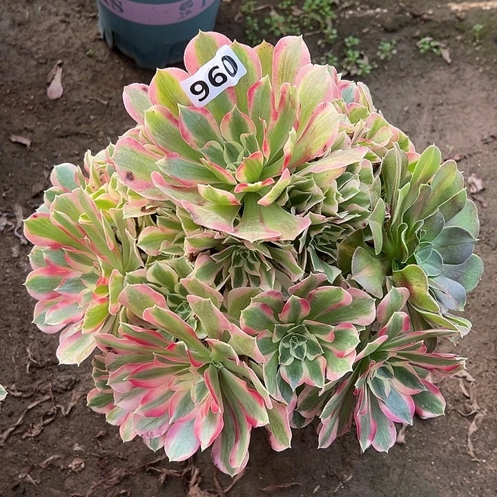 多肉植物叶罗刹960