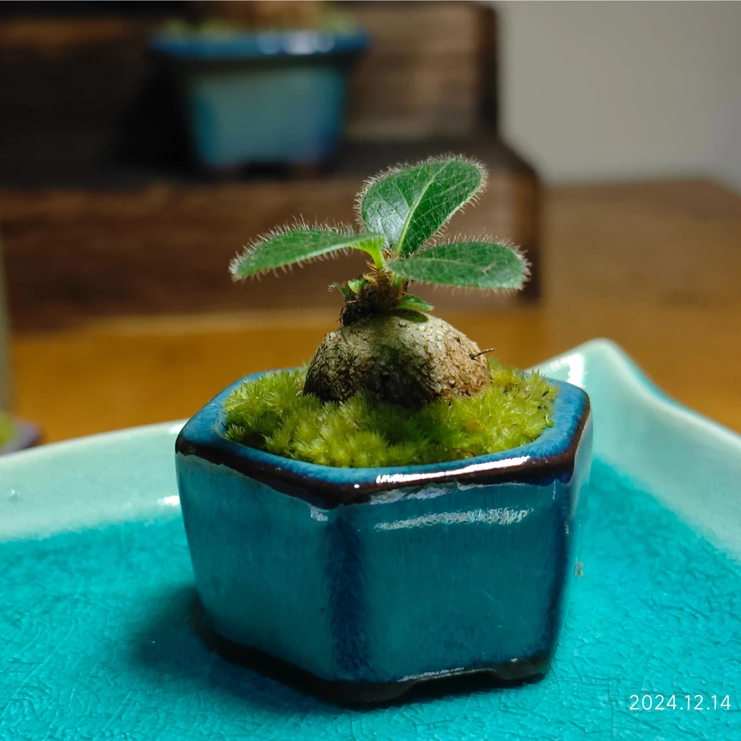 微盆景五翅梅莓萝卜25-100