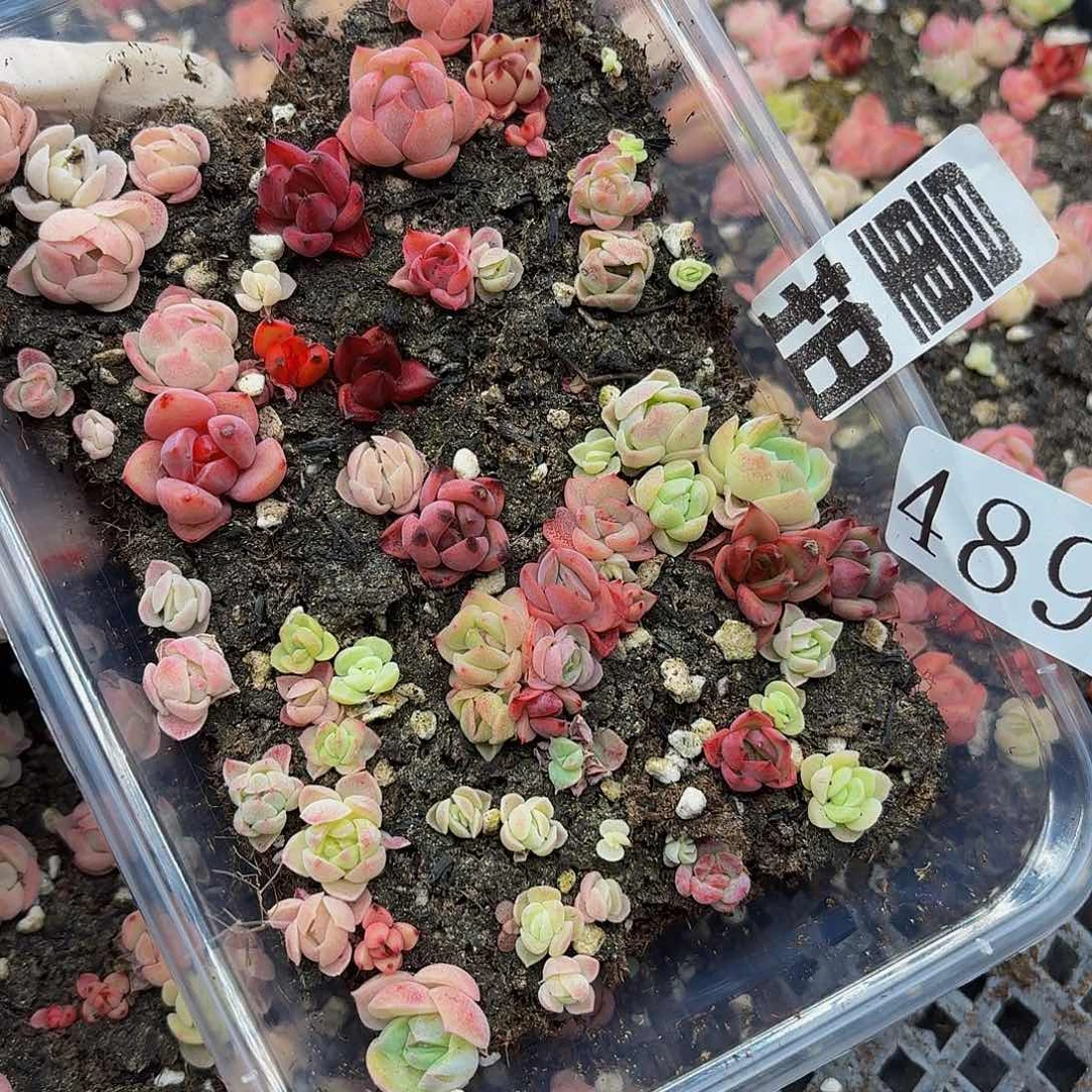 多肉植物多肉植物489量拍