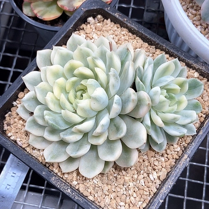 香草月影锦多肉植物