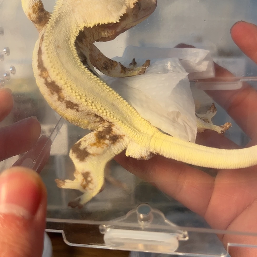 睫角守宫睫角守宫一物一图种公t0