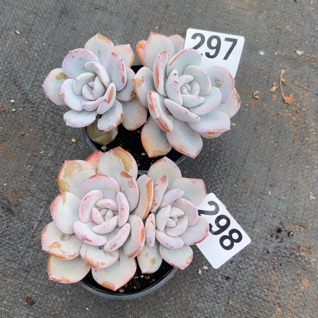 花***态297号➕298号新疆西藏内蒙古不包邮