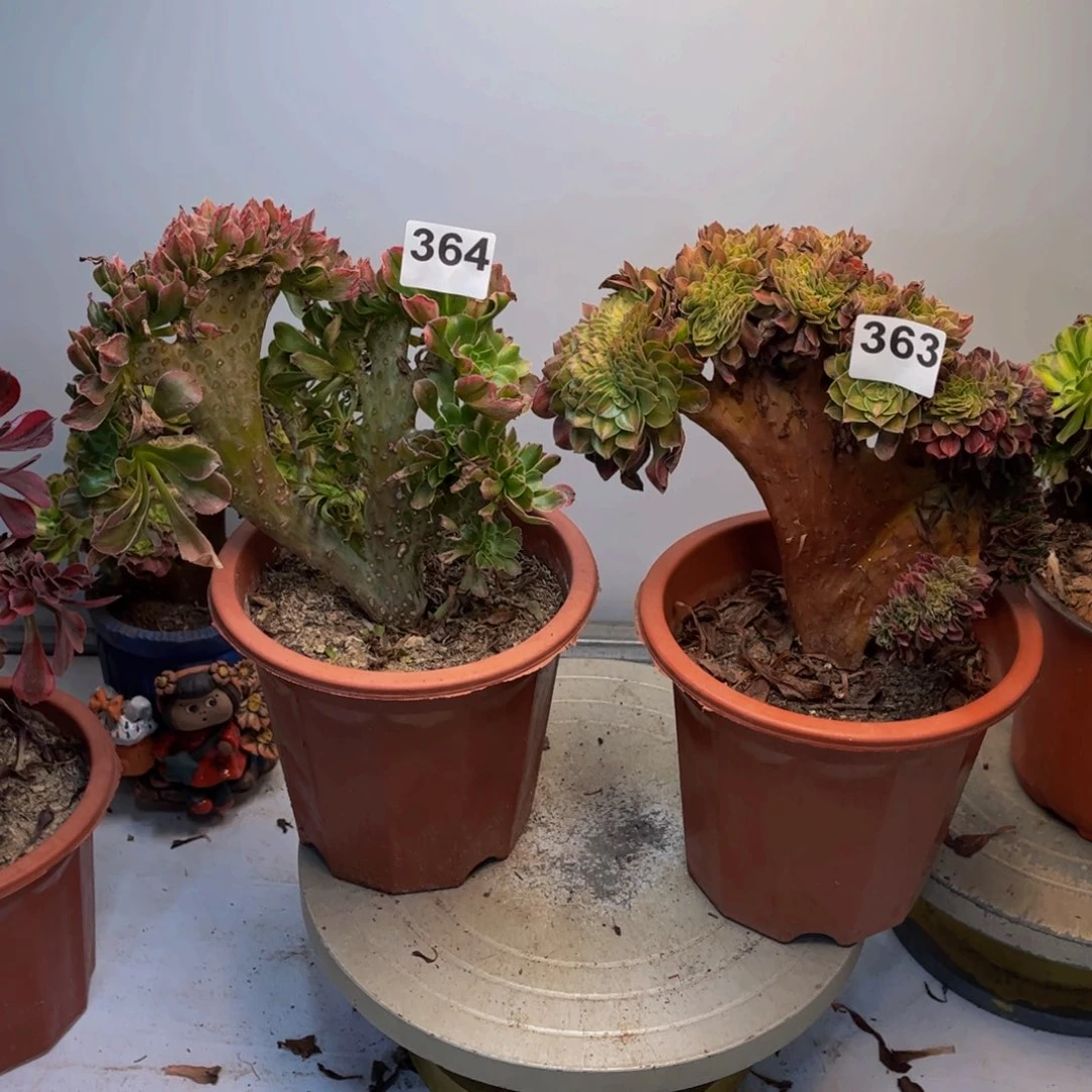 多肉植物2颗有干巴363、364