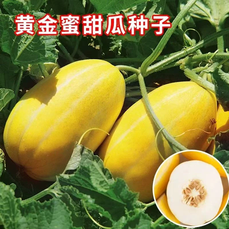 黄金蜜甜瓜种子皮色金黄水果