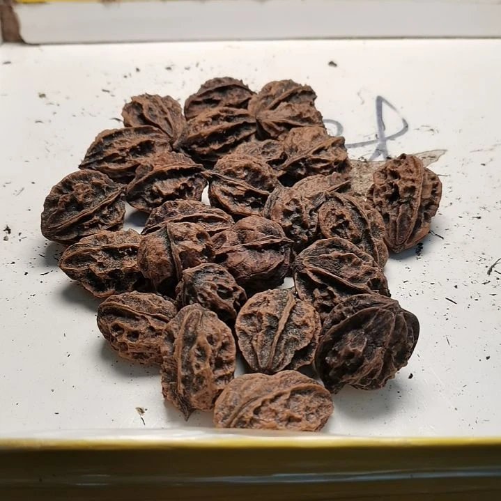 文玩核桃手串家东北秋子异型26颗98