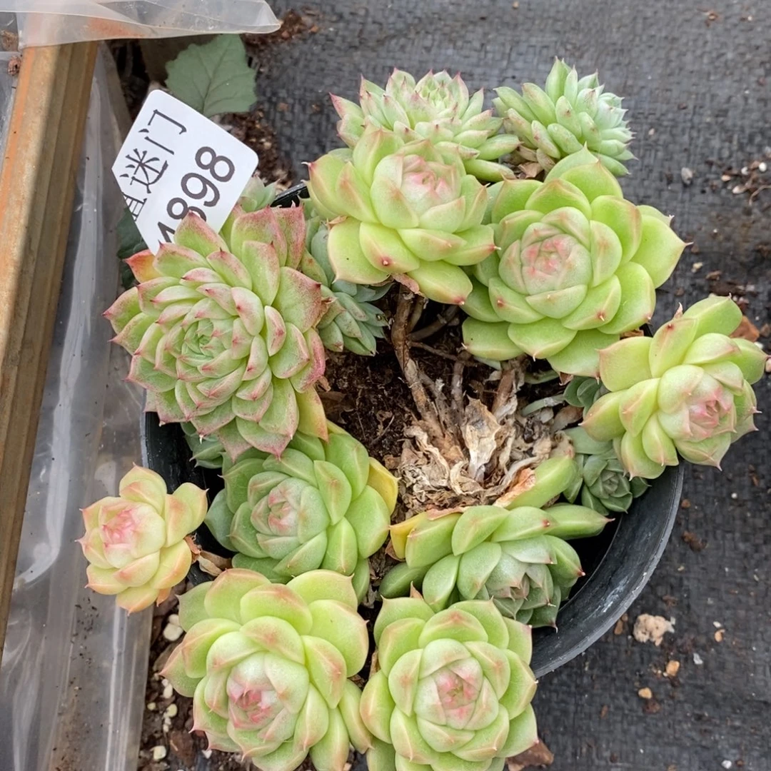 枫***谜不包整散掉头4898~散特