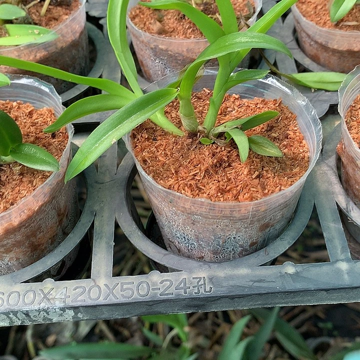 当前无花栽培后可以开花泼X泼小苗一杯4苗小小苗