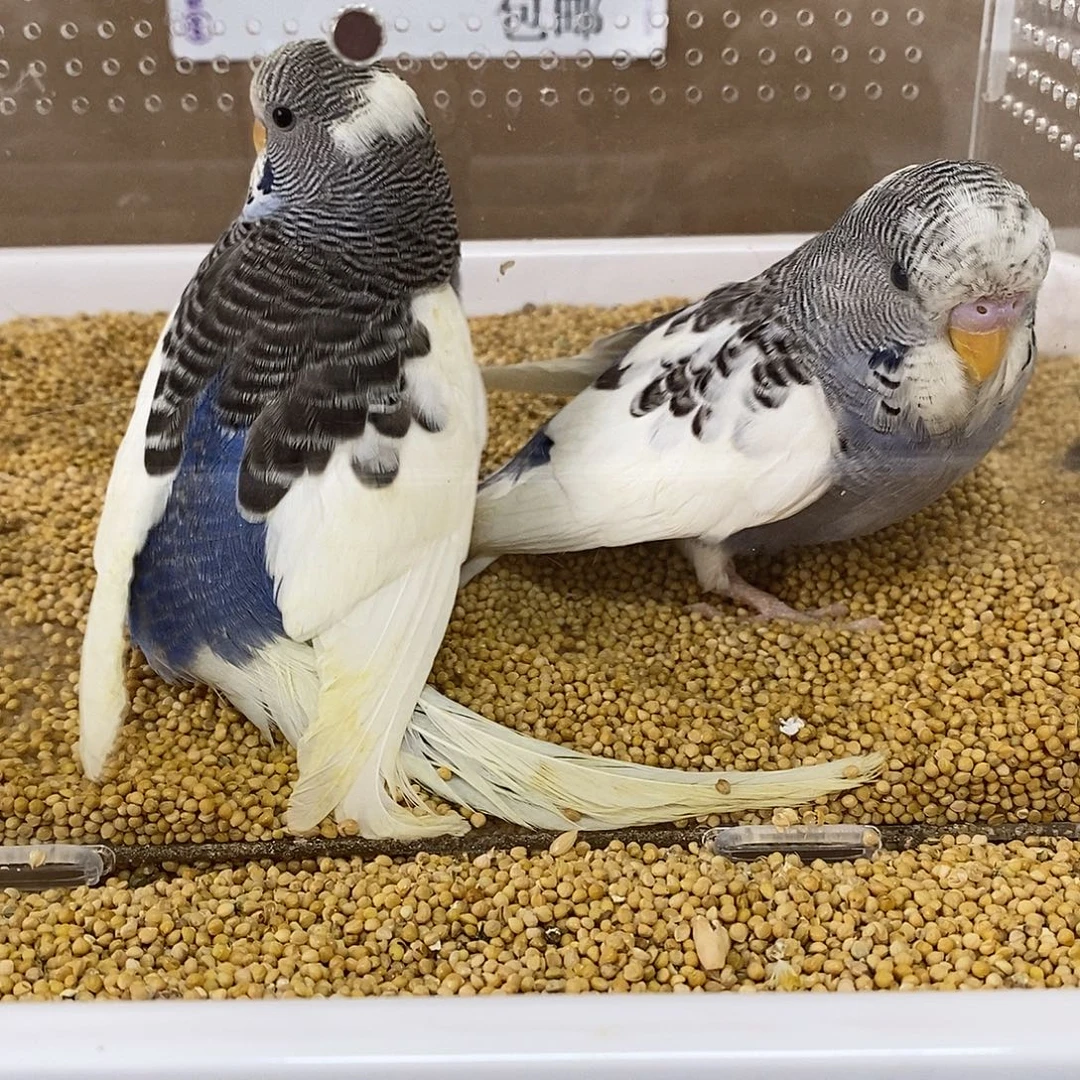 虎皮鹦鹉大头虎皮