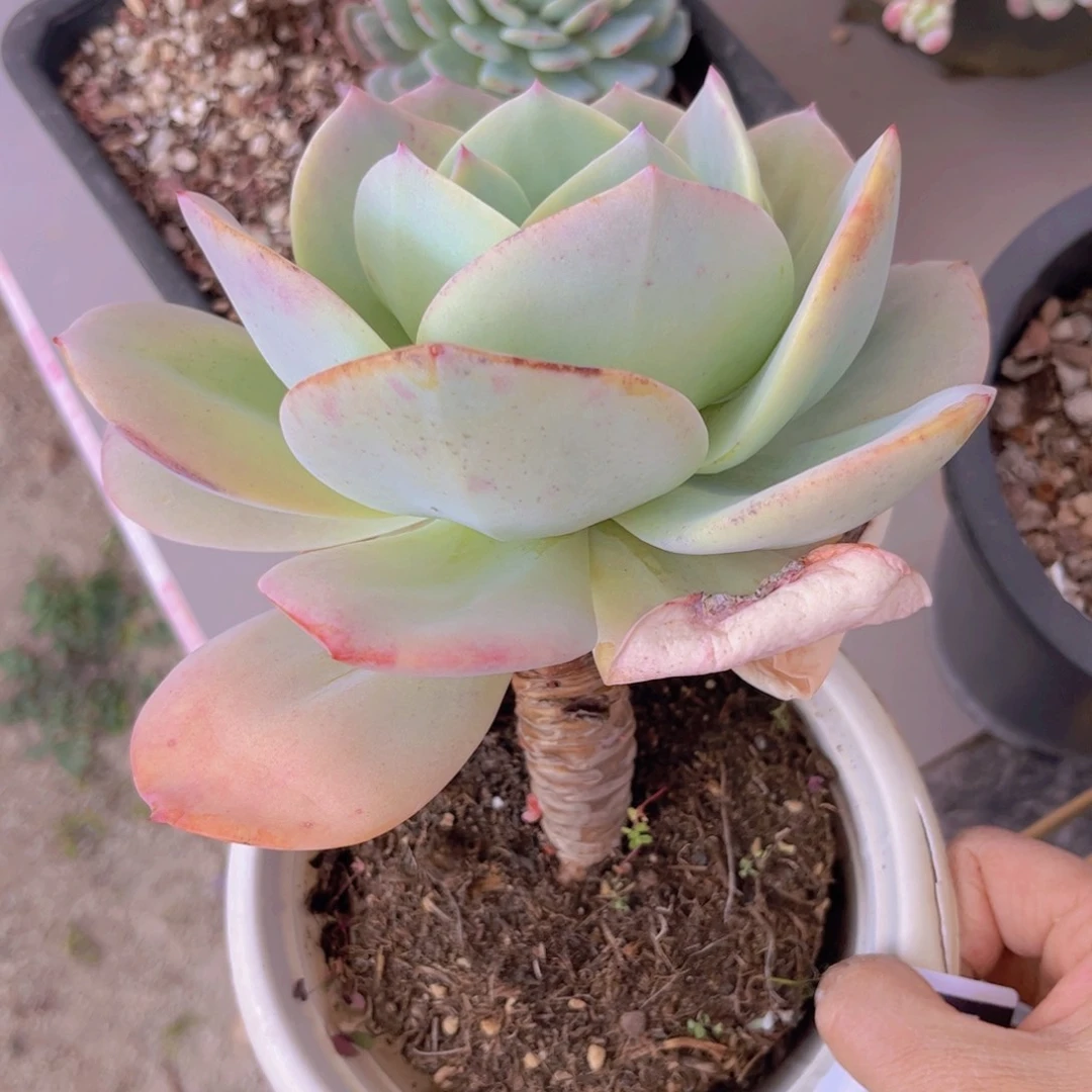 白凤0127多肉植物