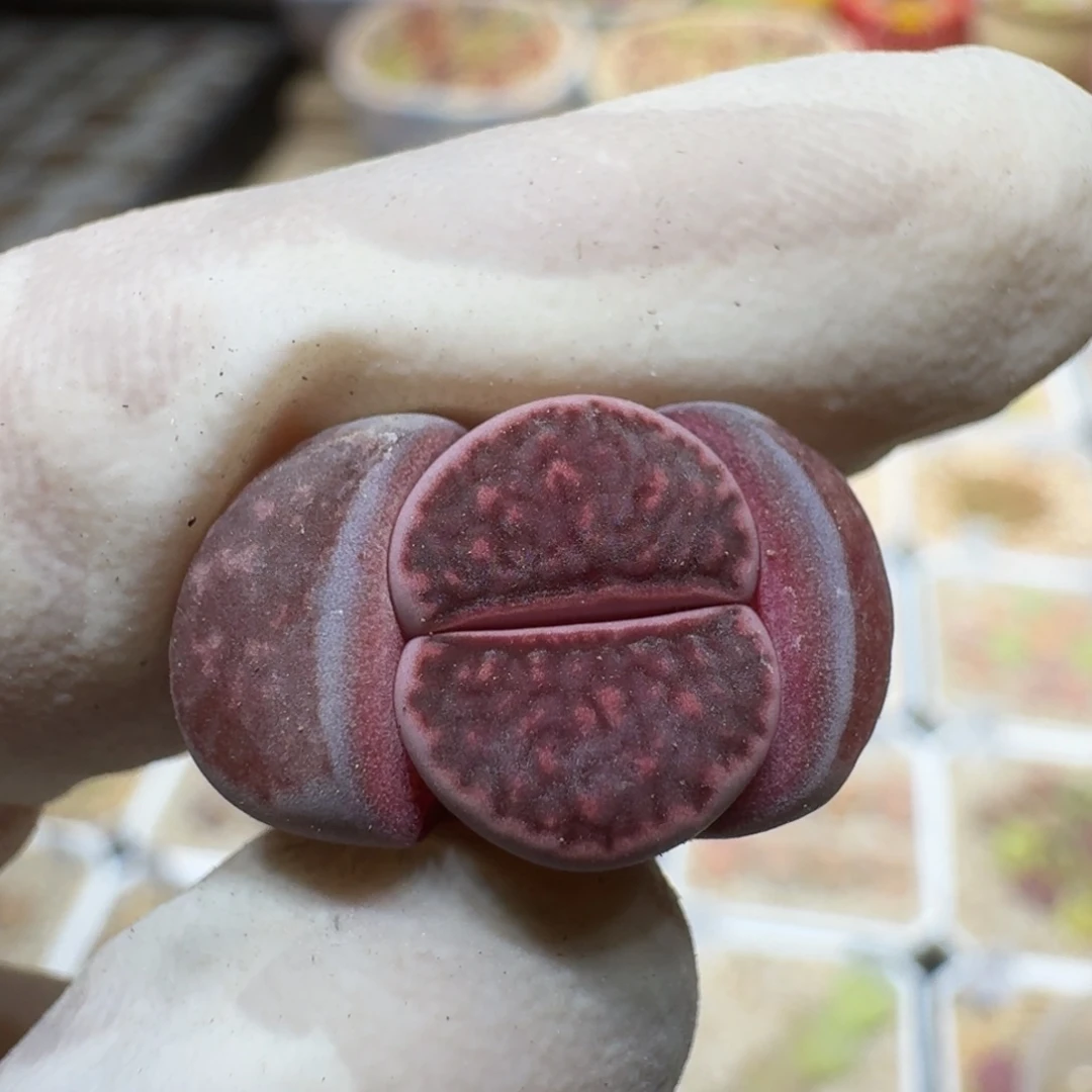 八***?0308-75紫菊菊菊