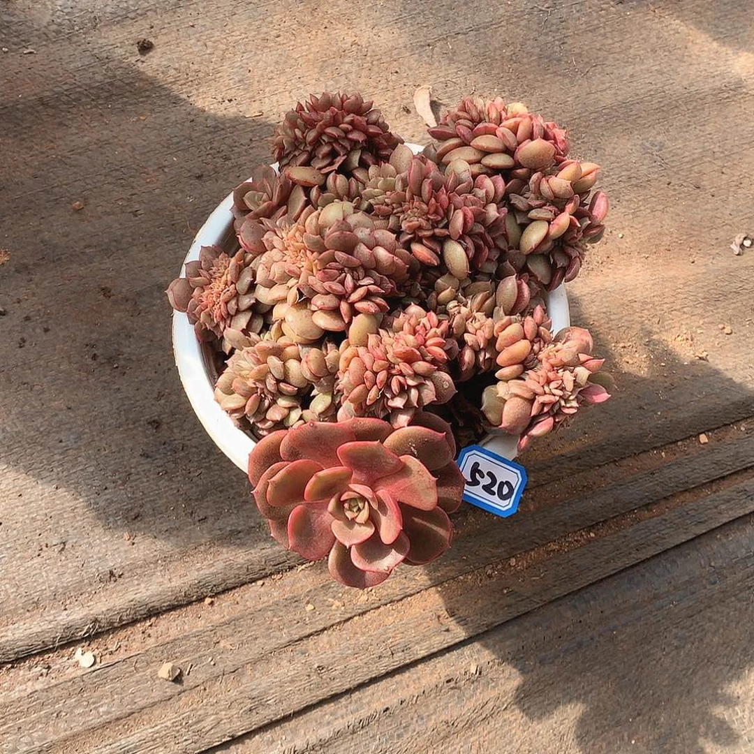 520大红袍 一物一拍多肉