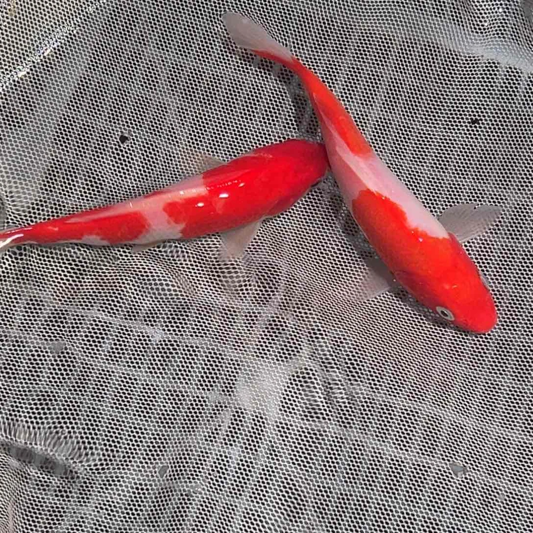 锦鲤锦鲤观赏鱼1111