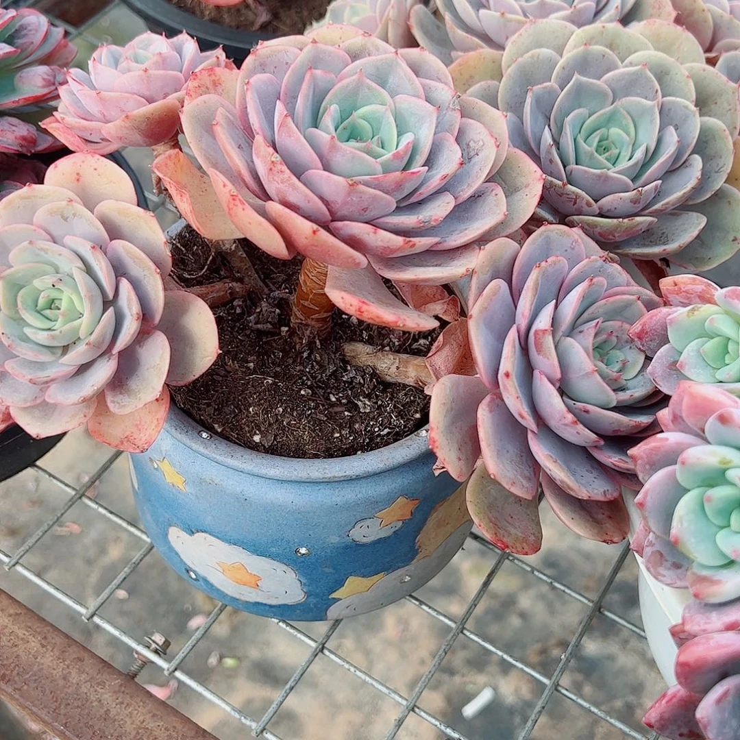 蓝色苍鹭多头群生老桩