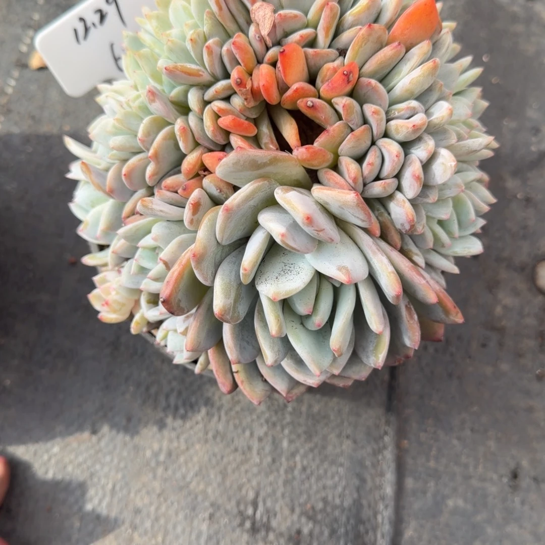 一物一拍梦露胸花缀60