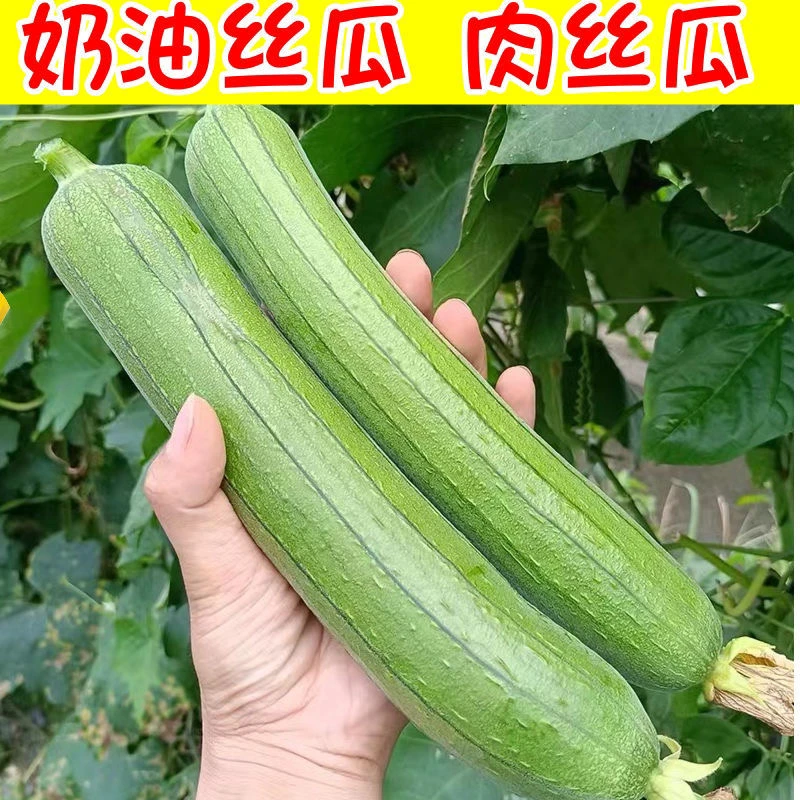 河南农家现摘奶油小丝瓜肉丝瓜新鲜采摘