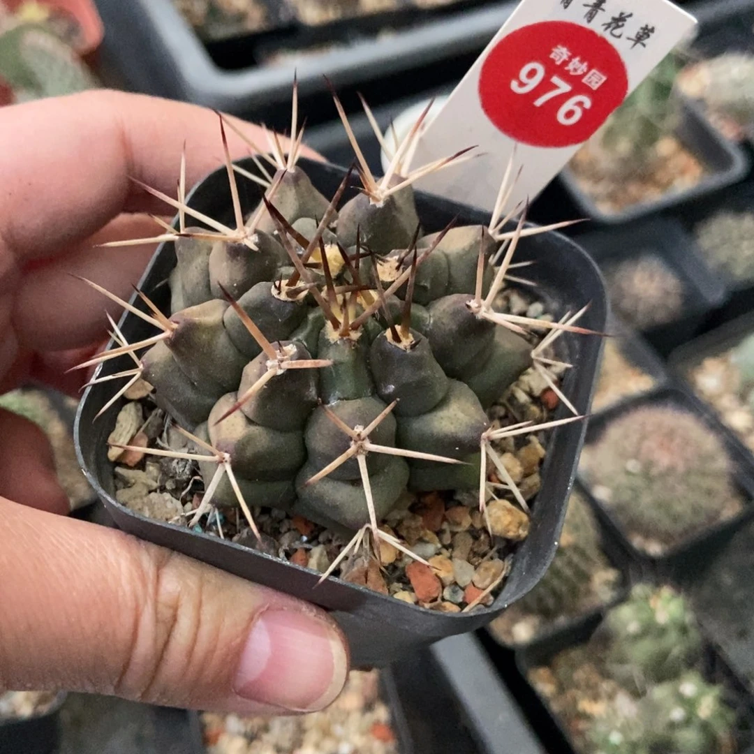实生强刺波光龙一颗仙人球