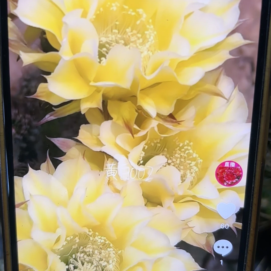 黄白002彩侧牙20包邮仙人球37