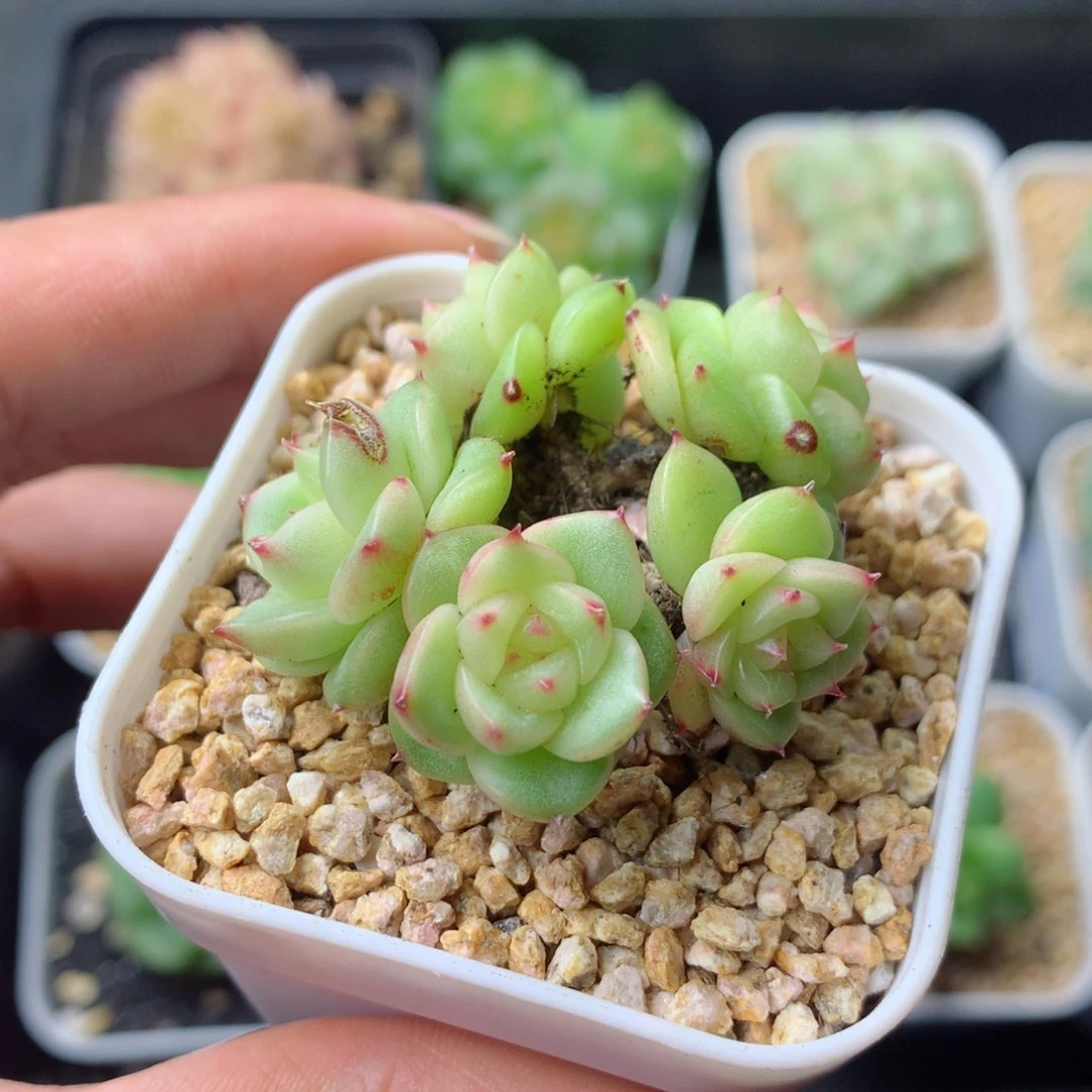 58包邮  群生不包整 65