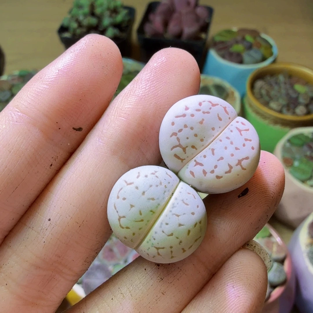 风***兰福利等你哦小红花26
