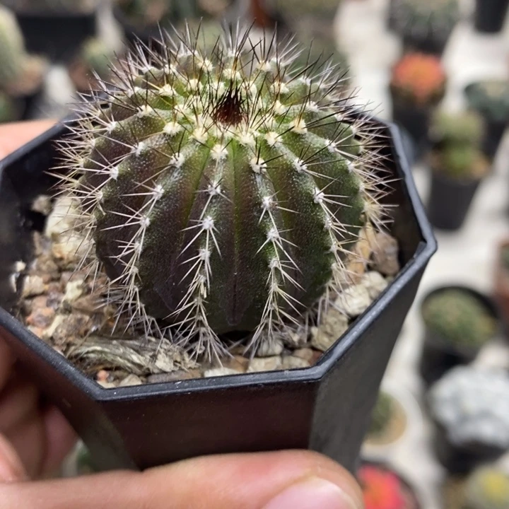 实生紫皮尤博球特价