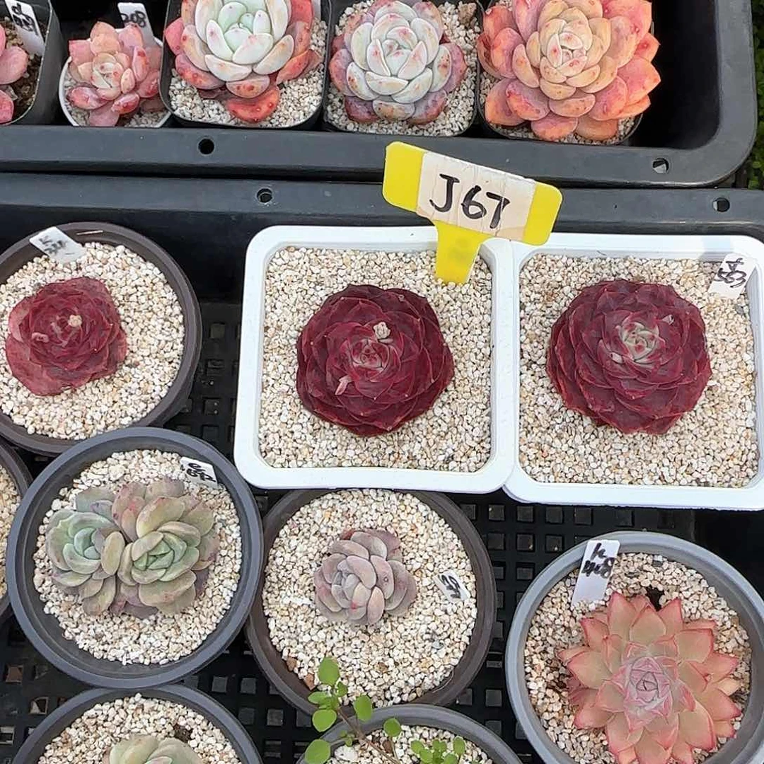 一****?J67红百合单头多肉