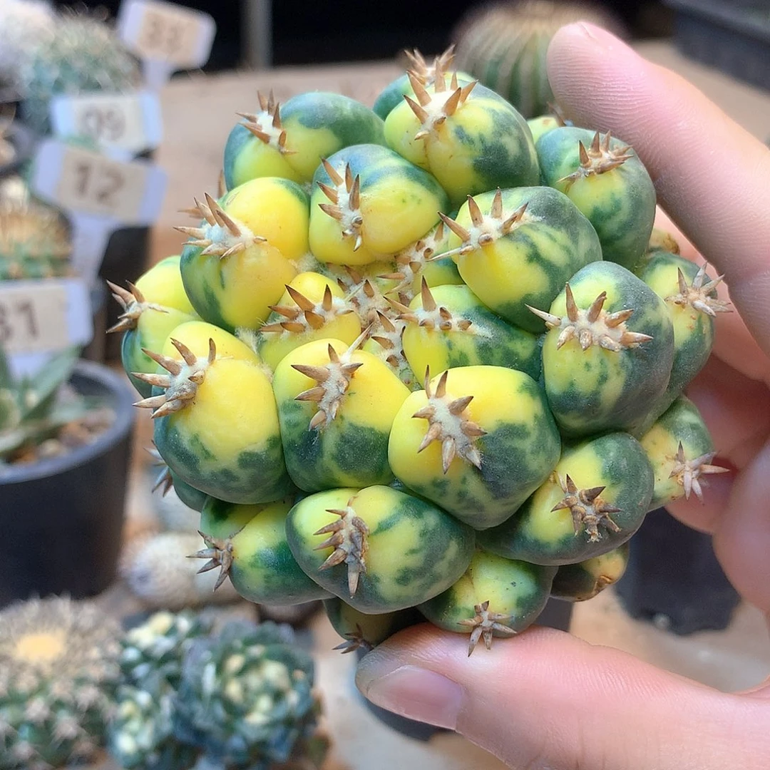 岁***。獠牙锦没根