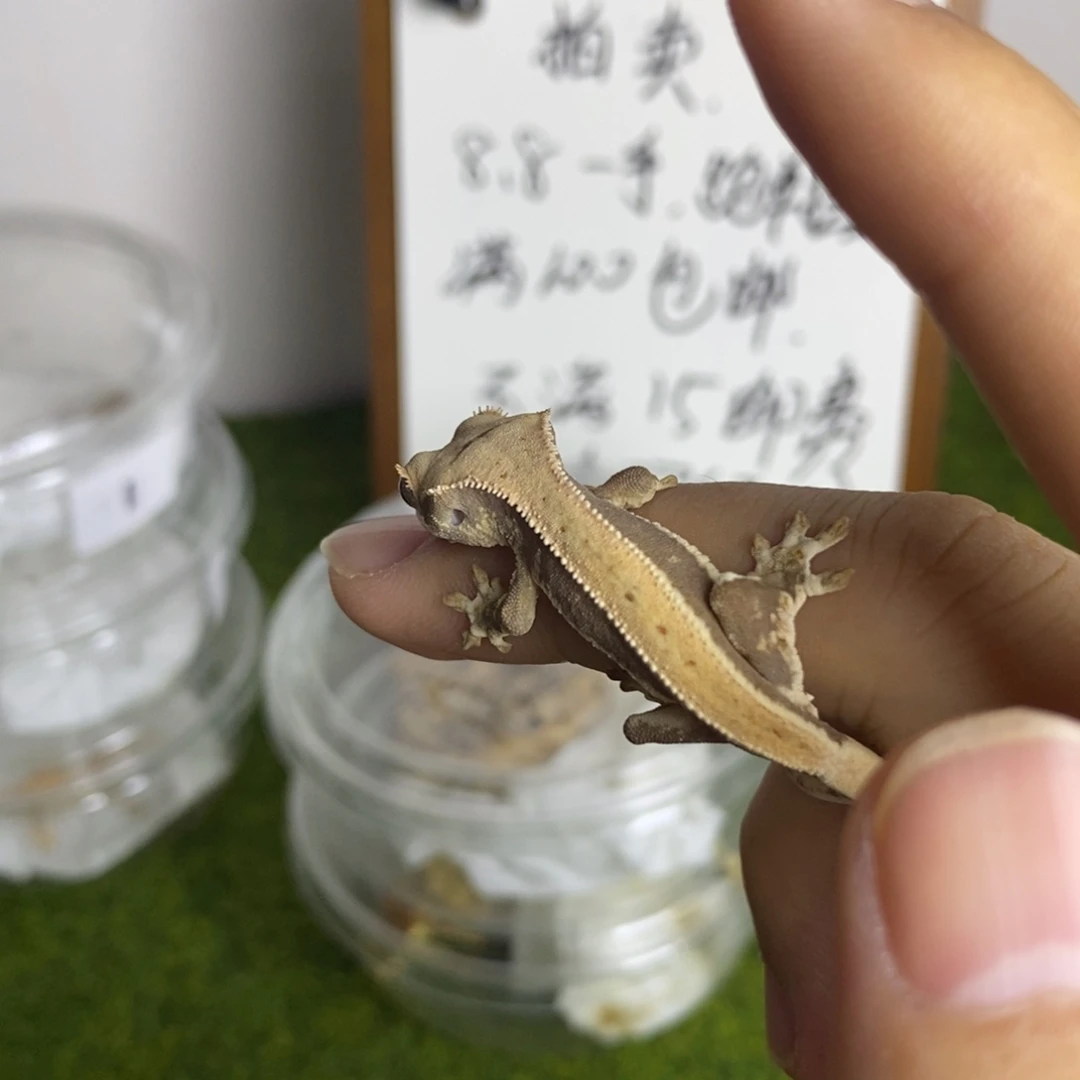 睫角守宫满背莉莉白
