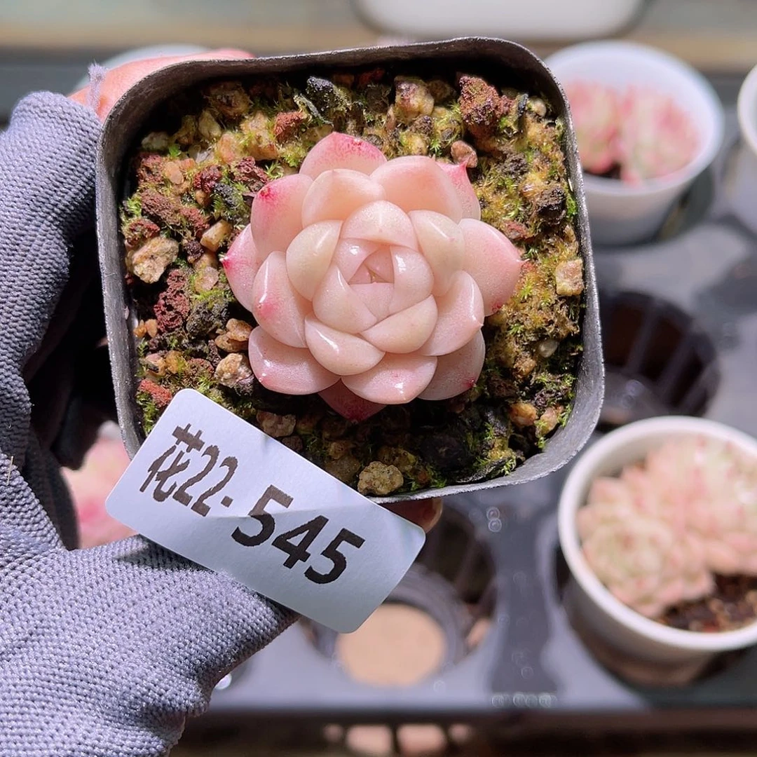 花22-545麦秆单头
