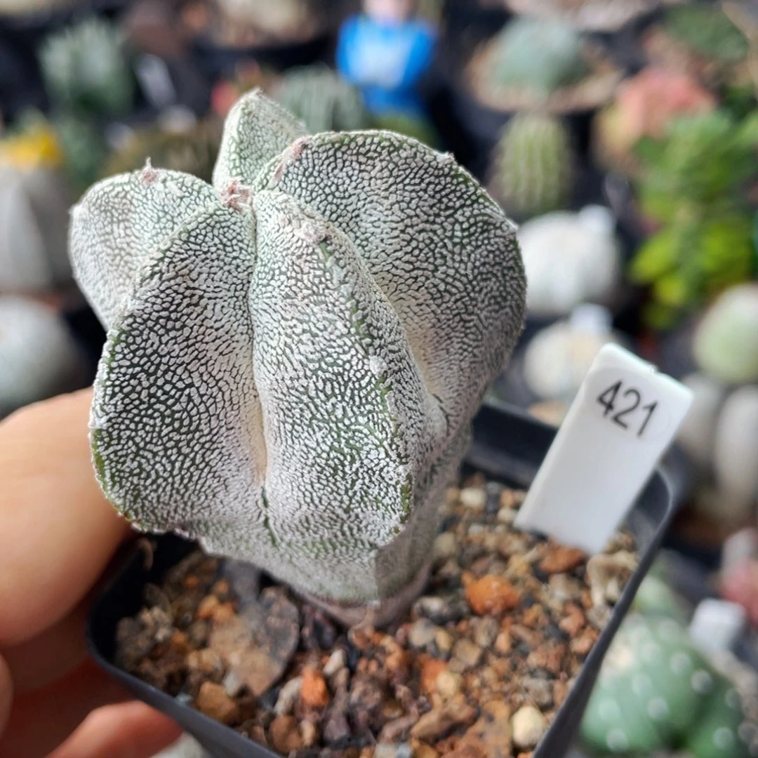 仙人球满28包邮盆口径5公分恩冢4.7公分