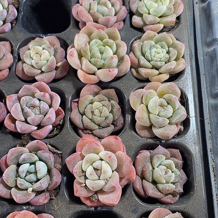 小明月1元带土发货