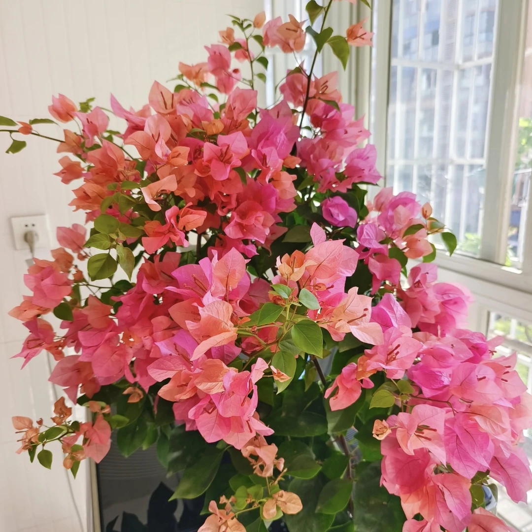 波伊斯玫瑰三角梅盆栽庭院阳台爆花强花卉新手易养护