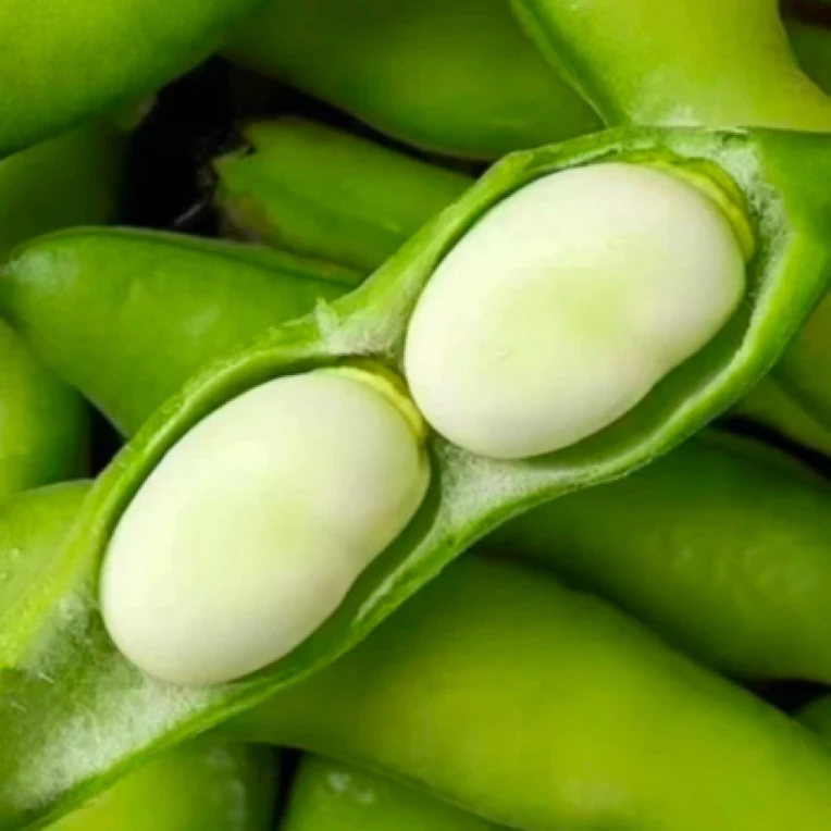 2025新鲜蚕豆贵州农家自种！