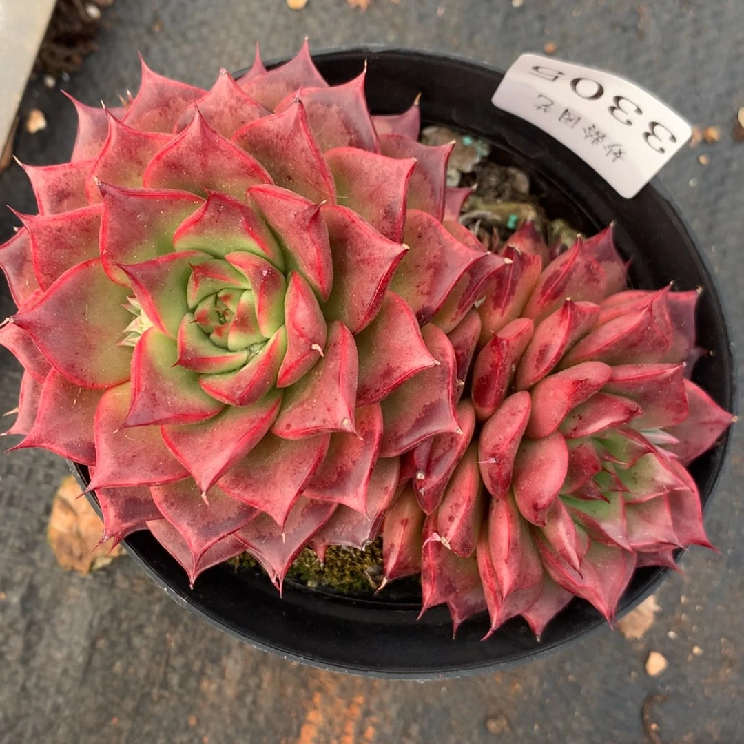 3305杂交精品基地12厘米