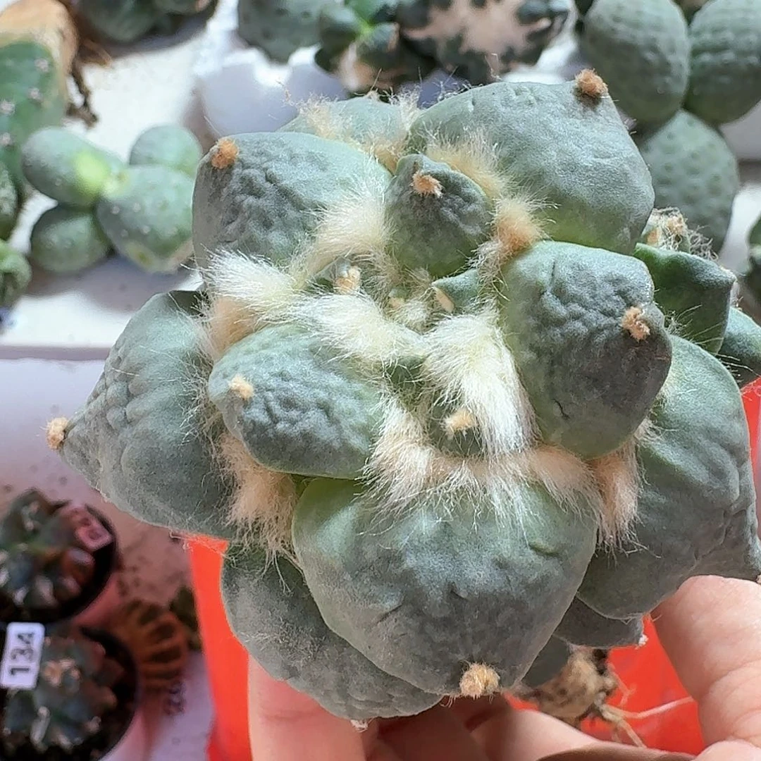 【闪购商品】无花朵清*达摩丸尤149