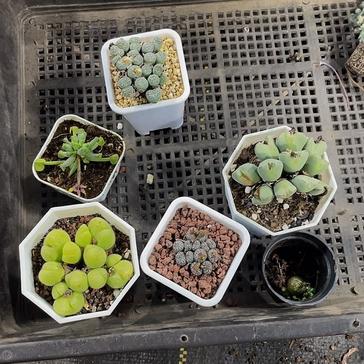 格***格69号筐带盆土发货