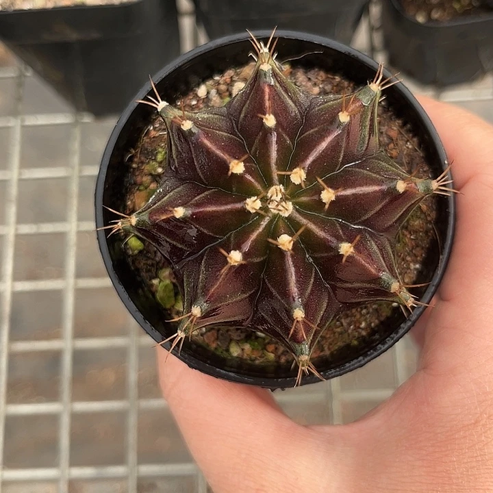 我也不知道我为什么要这样