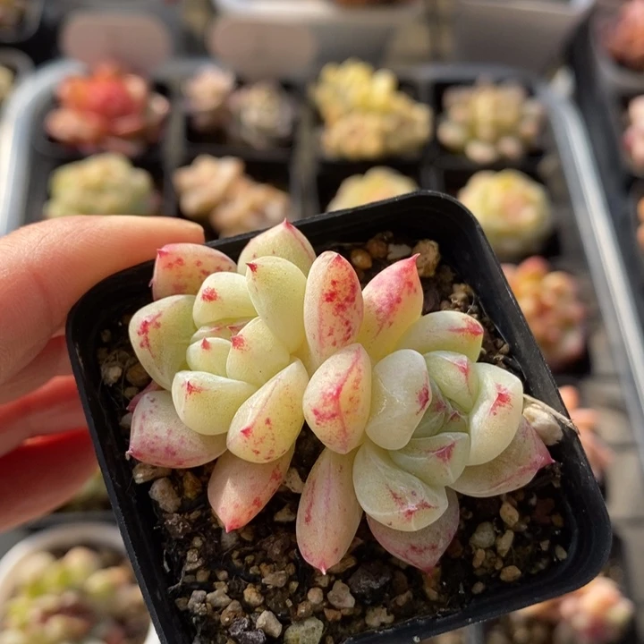 白泽 白泽 多肉 12.8