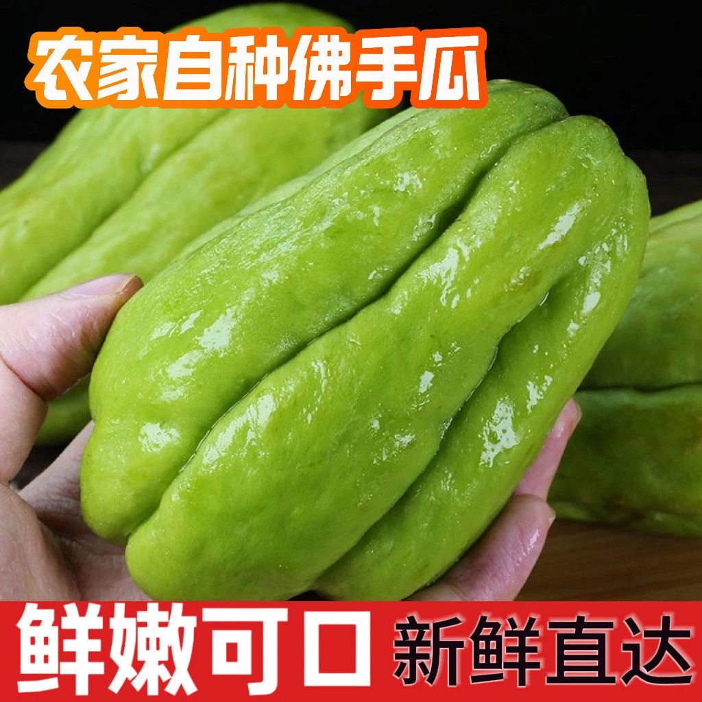 【贵州黔西南】高原2025新鲜佛手瓜新鲜蔬菜洋瓜丰收瓜窝瓜扶手当季