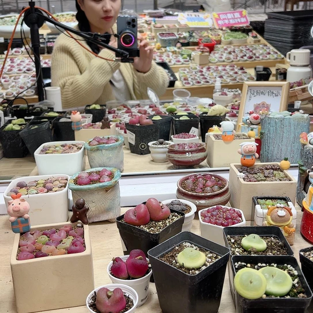 【闪购商品】素**颜100元烧麦