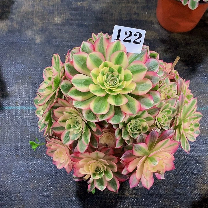 风***人法师倾城122000000