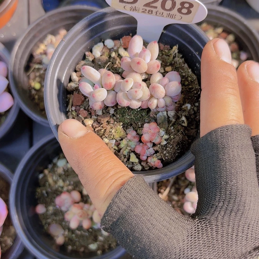 善**鹊D208萤火虫一物一拍