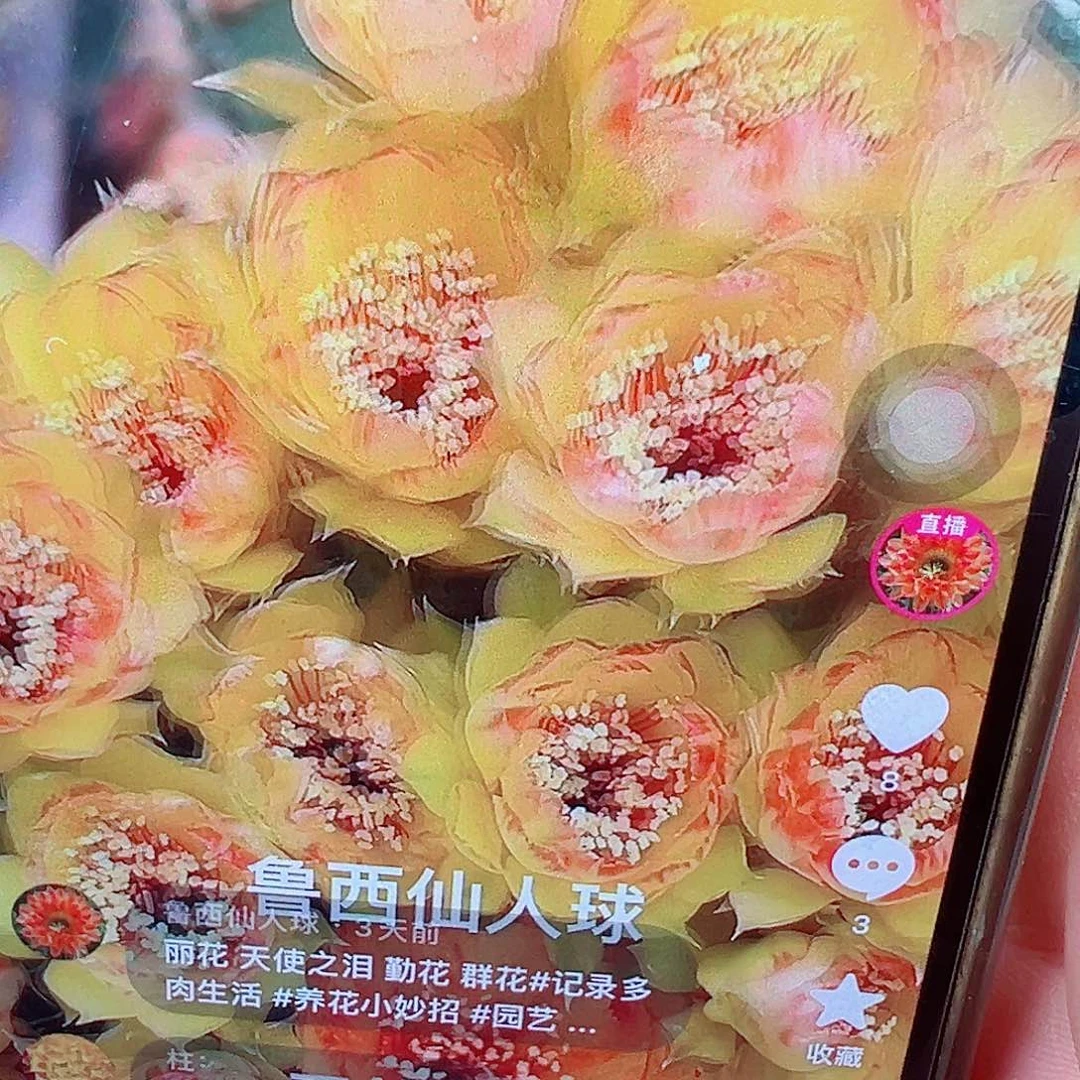 丽花 天使之泪 侧芽 满20包邮