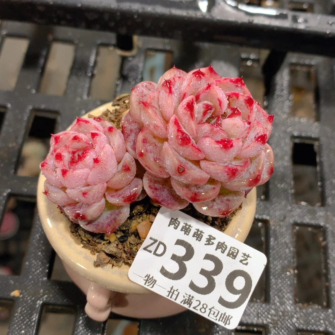 肉萌萌拇指盆精控多肉ZD339