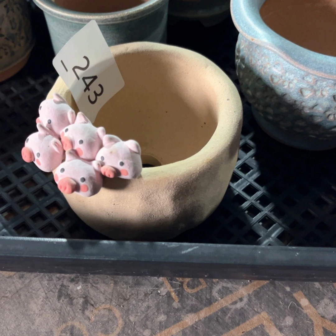 红陶小****243花盆1个