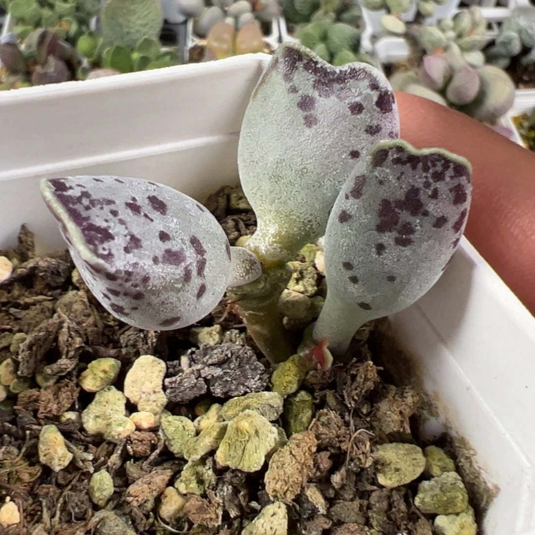 猫耳海豹多肉植物水泡