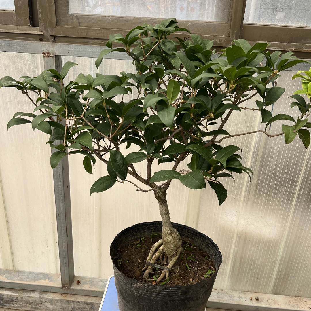 浓香型四季桂花盆栽耐寒好养适合室内外庭院阳台种植黄天香