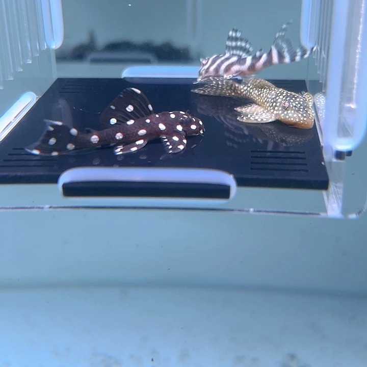 清道夫鱼7-032白金薄荷 黑白双星 白皇室333各一条尺寸4厘米左右