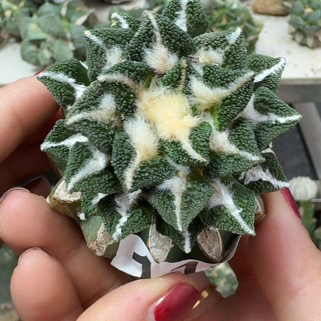 ***叔无花朵颗粒黑牡丹114